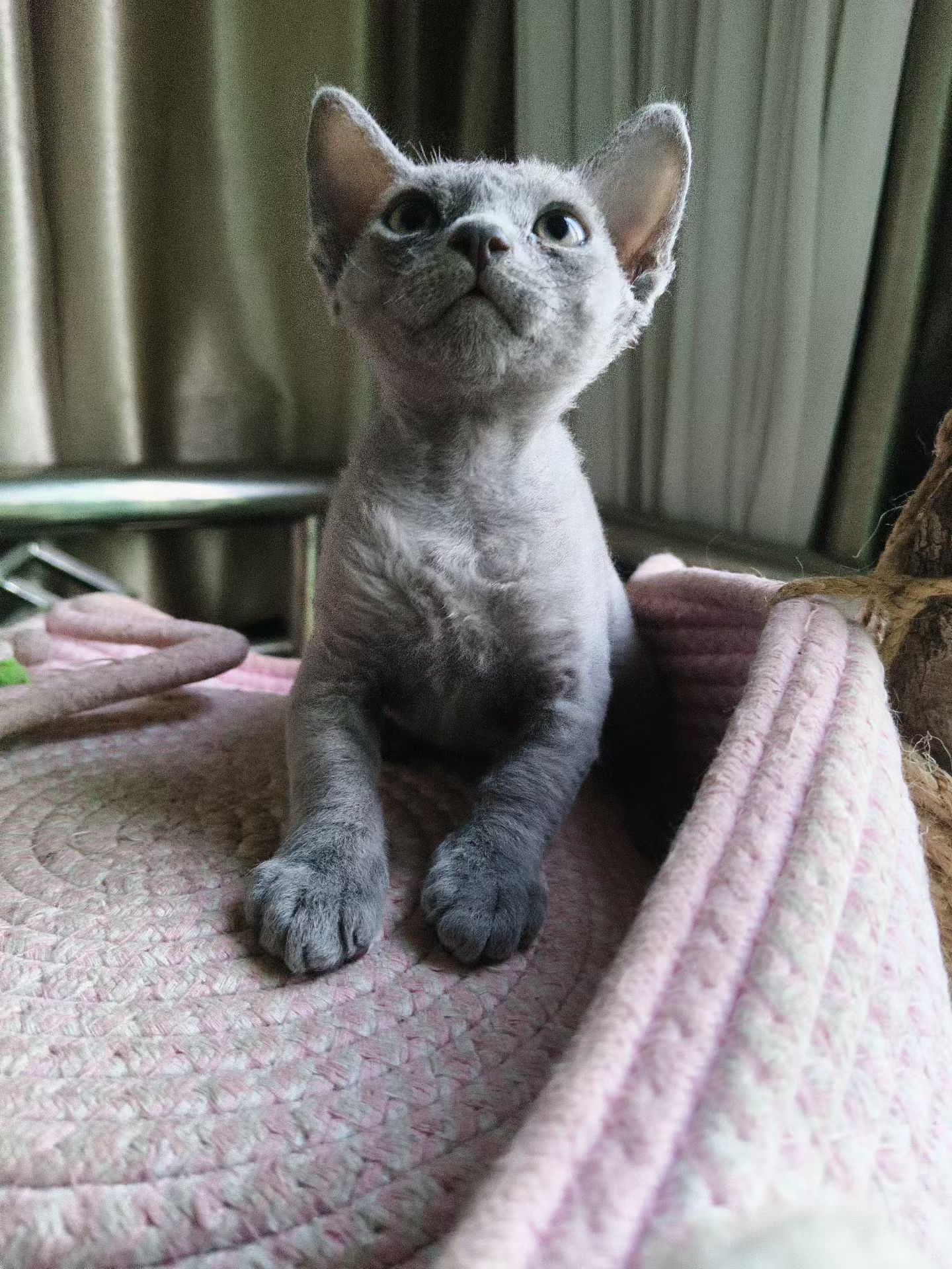 宠物级德文猫，支持上海上门挑选。可小刀。
自家生养。养猫5年